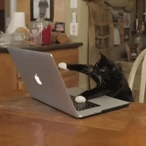 cat-typing-laptop-gif